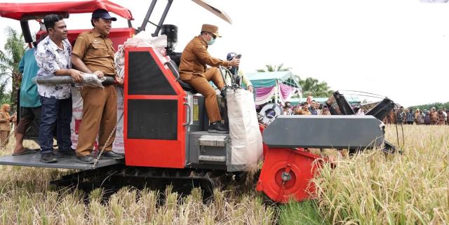 Bupati Palas Kemudikan Traktor Combine, Ikut  Panen Raya Padi di Kecamatan Barumun Barat