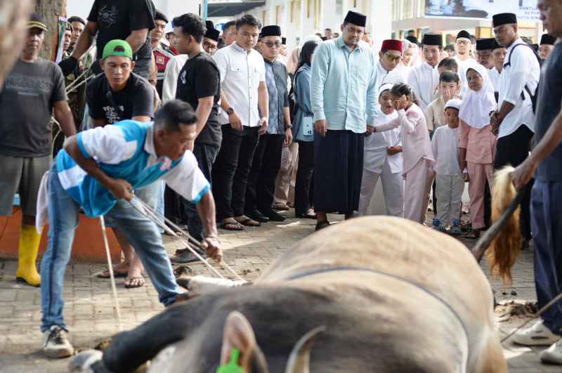 Bobby Nasution Sumbang 17 Sapi Kurban dengan Total Berat 11 Ton ke Masyarakat Secara Pribadi Tahun Ini