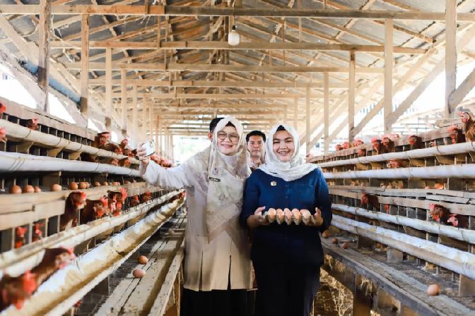 Wakil Bupati Atika Azmi Utammi Nasution saat membawa rombongan, termasuk peternak, studi tiru peternakan ayam petelur di Payakumbuh, Sumatera Barat, Rabu (3/6/2026).